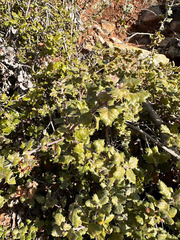 Quercus durata durata