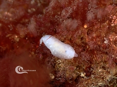 Cadlina pellucida