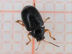 Cryptocephalus ocellatus