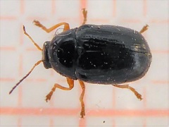 Cryptocephalus ocellatus
