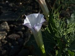 Datura metel