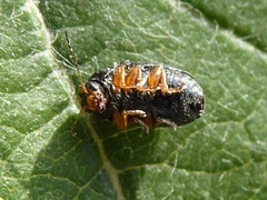 Cryptocephalus ocellatus