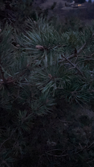 Pinus sylvestris