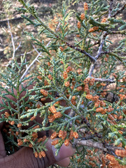 Cupressus sargentii