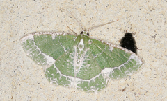 Eucyclodes insperata