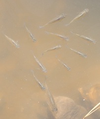 Poeciliidae