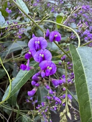 Hardenbergia