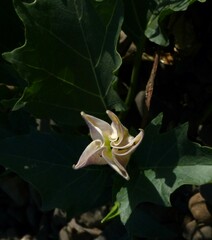Datura metel
