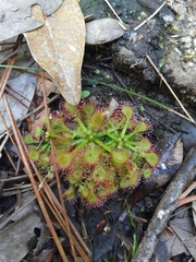 Drosera capillaris