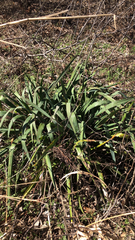 Yucca arkansana