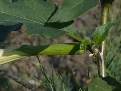 Datura metel
