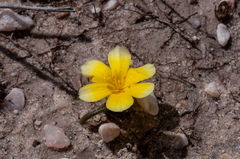 Moraea luteoalba