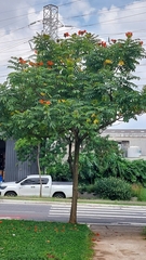 Spathodea campanulata