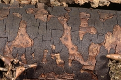 Diatrype decorticata