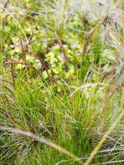 Agrostis magellanica