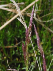 Agrostis magellanica