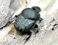 Onthophagus nuchicornis