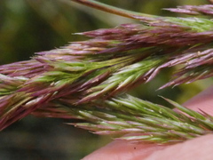 Agrostis magellanica