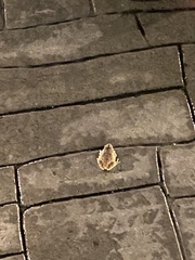 Pseudacris hypochondriaca