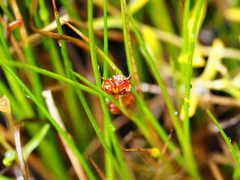 Juncus scheuchzerioides