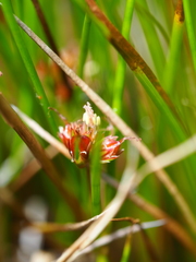 Juncus scheuchzerioides