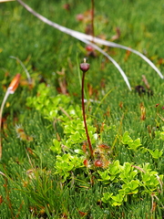 Drosera stenopetala