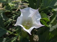 Datura metel