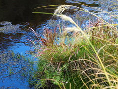 Agrostis magellanica