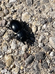 Pasimachus californicus