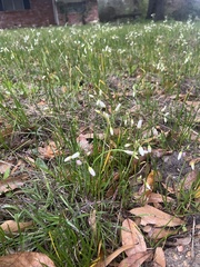 Zephyranthes candida