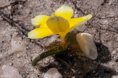 Moraea luteoalba