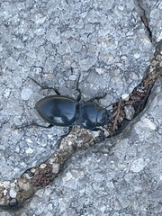 Pasimachus californicus