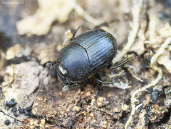 Onthophagus joannae
