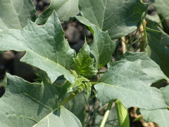 Datura metel