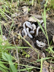 Helvella compressa