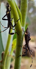 Gelonus tasmanicus