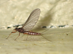 Leptophlebiidae