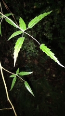 Rubus schmidelioides