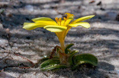 Moraea luteoalba