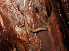 Rhynchodemus sylvaticus