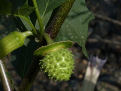 Datura metel