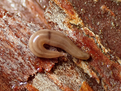 Rhynchodemus sylvaticus