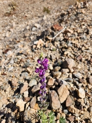 Lupinus arizonicus