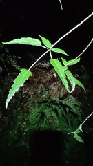 Rubus schmidelioides
