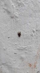 Pseudolynchia canariensis