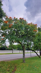 Spathodea campanulata