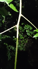 Rubus schmidelioides