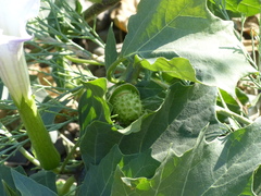 Datura metel