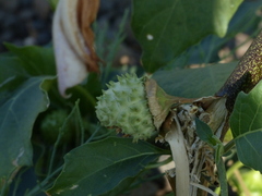 Datura metel