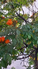 Spathodea campanulata